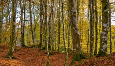 Bir sürü ağaç ve yaprağı olan bir orman.