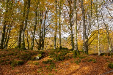Bir sürü ağaç ve kayanın olduğu bir orman.