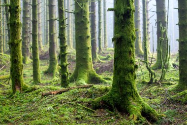Ağaçlarda yosun yetişen bir orman.