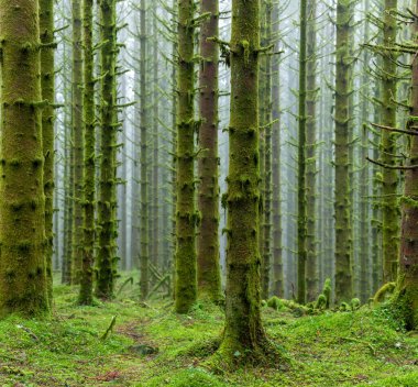 Birkaç ağacın yosunla kaplı olduğu bir orman.