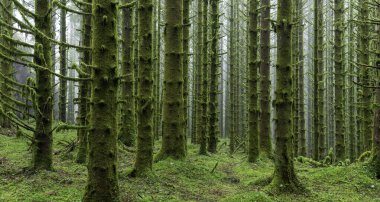 Yosun ağaçlı ve patikalı bir orman.