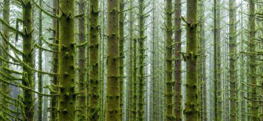 Bir sürü yosunla kaplı bir orman.