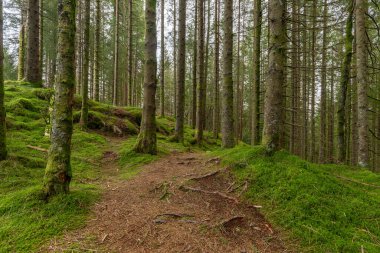 Ağaçlı ormanda bir patika.