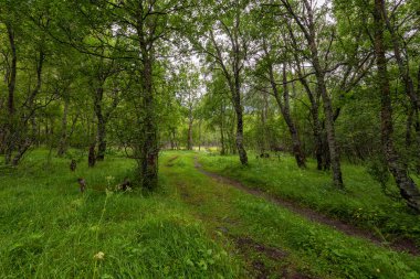Ağaçlarla dolu bir ormanda bir patika.