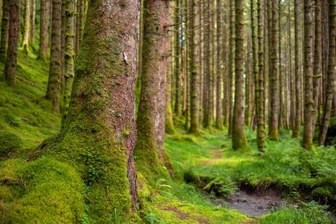 Yerde yosun olan bir ormanda bir patika.