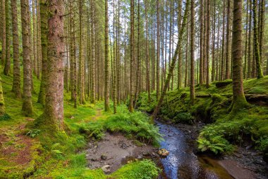 Yeşil yosun dolu bir ormanın içinden akan bir dere.