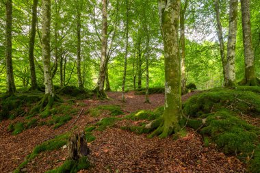 Yerde yosun yetişen bir orman.