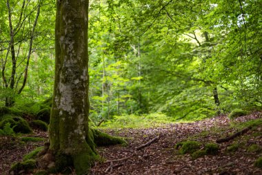 Ağaç gövdesi ve yolu olan bir orman.