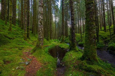 yemyeşil bir ormanın içinden akan bir dere