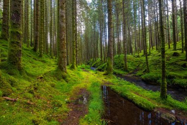 Yeşil yosun dolu bir ormanın içinden akan bir dere.