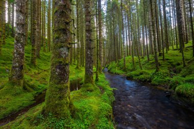 yemyeşil bir ormanın içinden akan bir dere