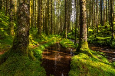 Yeşil yosun dolu bir ormanın içinden akan bir dere.