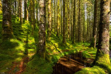 yemyeşil bir ormanın içinden akan bir dere