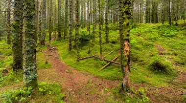 Ağaçla birlikte ormanda bir patika.