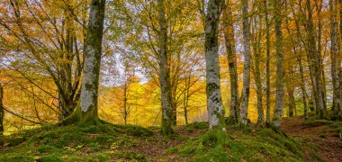 Bir sürü ağacı ve tepesi olan bir orman.