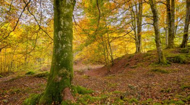 Önünde bir ağaç olan ormanda bir patika.