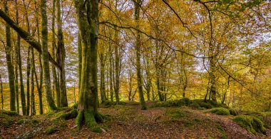 Ağaçlı ve yosunlu bir ormanda yol