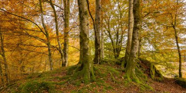 Ormanda yosun kaplı bir tepe