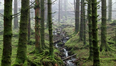 Yeşil yosun dolu bir ormanın içinden akan bir dere.