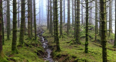 Yeşil yosun dolu bir ormanın içinden akan bir dere.