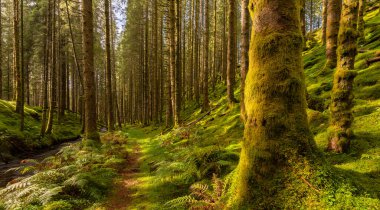 İçinden dere akan bir orman.