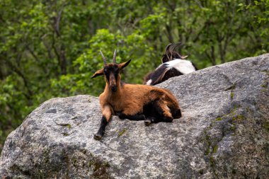 Ormanda bir kayanın üzerinde oturan iki keçi