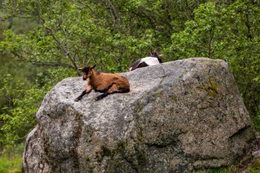 Bir keçi ve bir kedi kayanın üzerinde oturuyor.