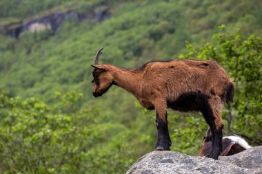 Bir keçi köpekle bir kayanın üzerinde duruyor.