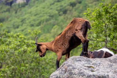 Arka planda keçi olan bir keçi kayanın üzerinde duruyor.