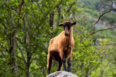 Ormandaki bir kayanın üzerinde duran bir keçi