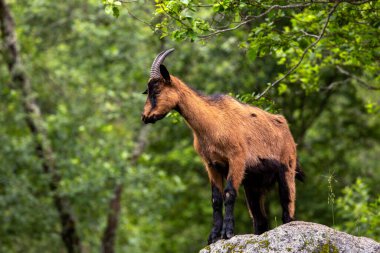 Ormandaki bir kayanın üzerinde duran bir keçi
