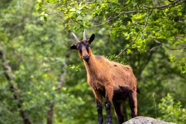Ormandaki bir kayanın üzerinde duran bir keçi