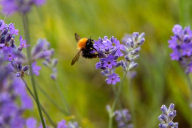 Lavanta çiçeklerinin üzerinde uçan bir arı.