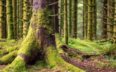 Ormanda yosun kaplı bir ağaç.