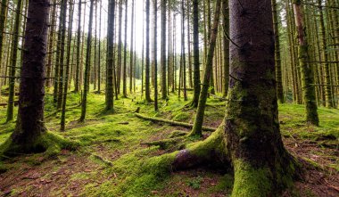 Yerde yosun yetişen bir orman.