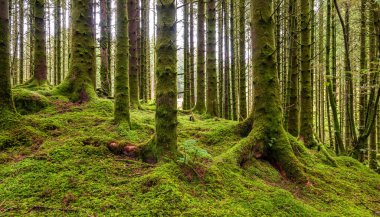 Ağaçlarla ve patikalarla kaplı bir yosun ormanı.