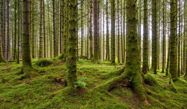 Yosun kaplı ağaçlarla kaplı bir orman ve yosun kaplı bir yer.