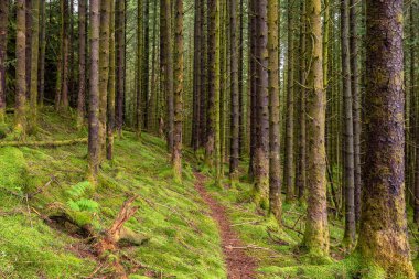 Bir kaç ağaçlı ormanda bir patika.