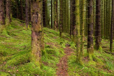 Yerde yosun olan bir ormanda bir patika.