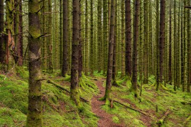 Ortasında patika olan bir orman.