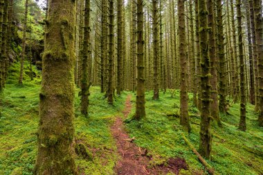 Ağaçlarda yosunların büyüdüğü ormanda bir patika.