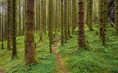 Yosunlu ağaçların olduğu ormanda bir patika.