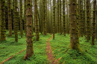 Ağaçlarda yosunların büyüdüğü ormanda bir patika.