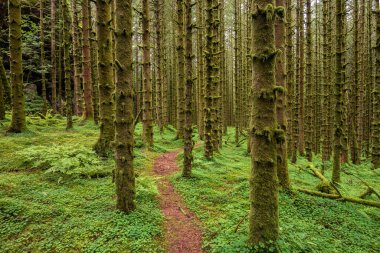 Yosunlu ağaçların olduğu ormanda bir patika.
