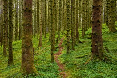 Yerde yosun olan bir ormanda bir patika.