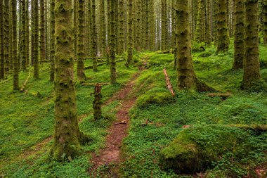 Yerde yosun olan bir ormanda bir patika.