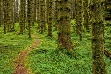 Ağaçlarda yosunların büyüdüğü ormanda bir patika.