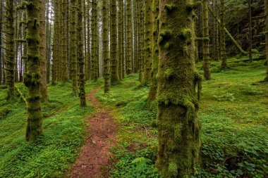 Ağaçlarda yosunların büyüdüğü ormanda bir patika.