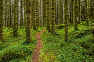 Yosunlu ağaçların olduğu ormanda bir patika.