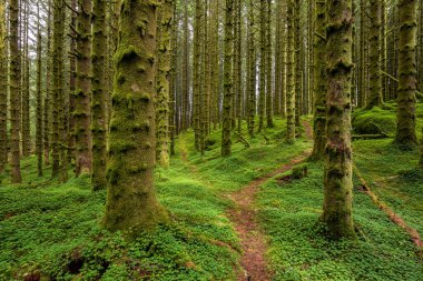 Yosunlu ağaçların olduğu ormanda bir patika.